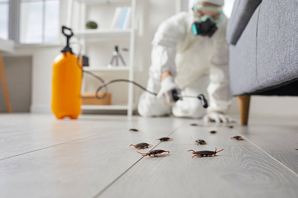 Post-Treatment Bed Bug Interceptor Monitoring in Dunn